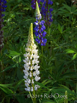 Lupine White Bedburg