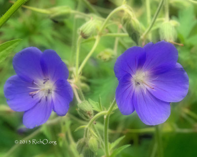 Geranium Pratense Bad Nauheim