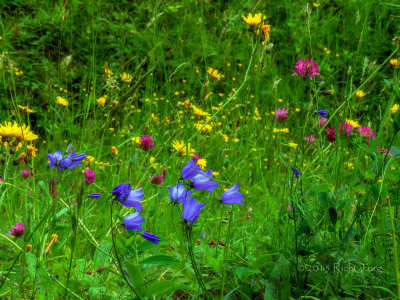 Saalburg wildflowers