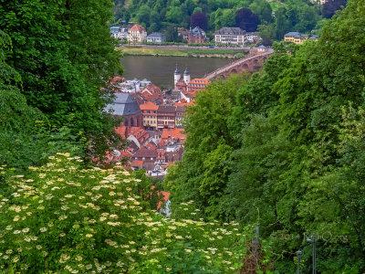 Heidelberg funicular and flowers