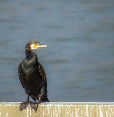 Cologne-1a-BirdWatching.jpg