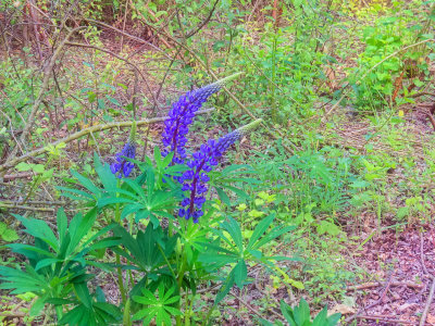 Bedburg Lupines Point The Way