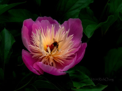 Cologne Botanical Garden bee on flower