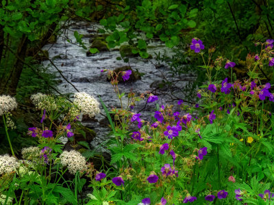 Breitnau Mountain Stream Wildflowers