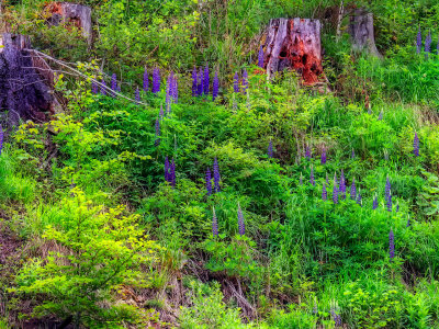 Breitnau Lupines On High