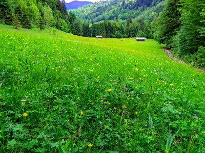 Garmisch wildflower-alpine-meadow