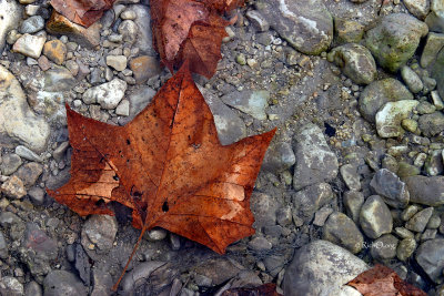 Fall Found at Lost Maples
