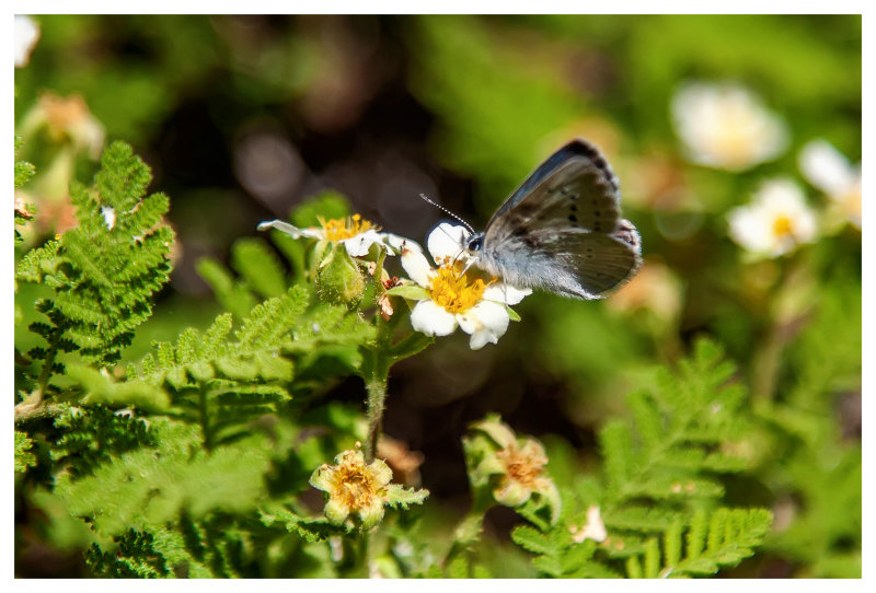 Greenish blue butterfly