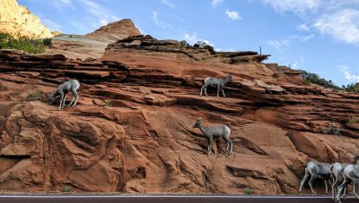 Bighorn Sheep