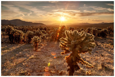 Sunrise at Cholla Cactus Garden