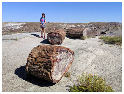 Petrified Forest National Park