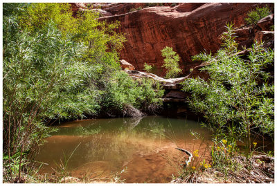 Small pool in Owl Canyon