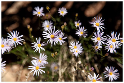 Aster flowers