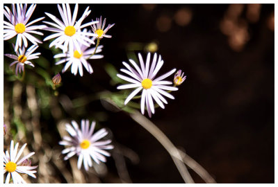 Aster flowers