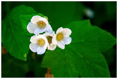 Thimbleberry