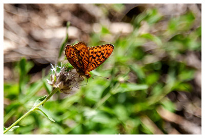 Hydaspe fritillary