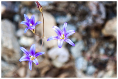 Brodiaea elegans (elegant cluster lily)