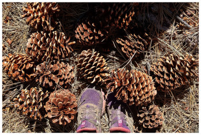 Jeffrey or ponderosa pine cones