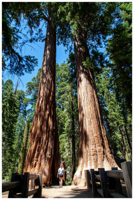 Giant Forest Grove