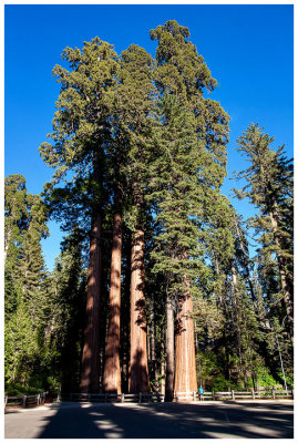 Steve at Grant Grove