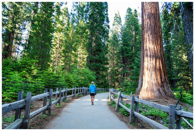 Grant Grove