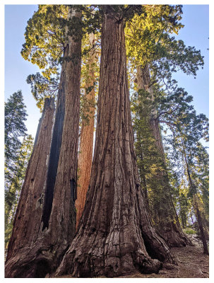 Grant Grove