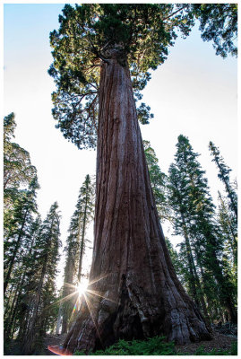 Grant Grove