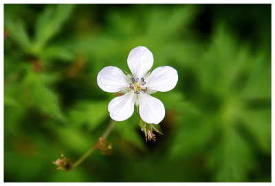 Richardsons geranium