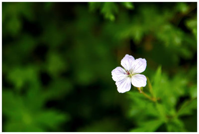 Richardsons geranium