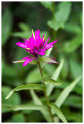 Indian paintbrush