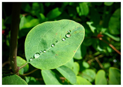 Rain droplets