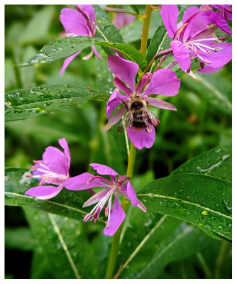 Fireweed