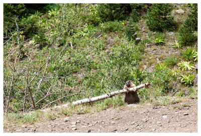 Marmot hanging out