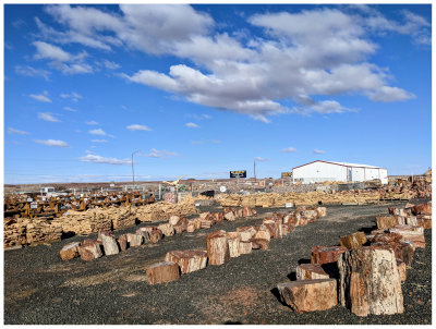 Petrified wood