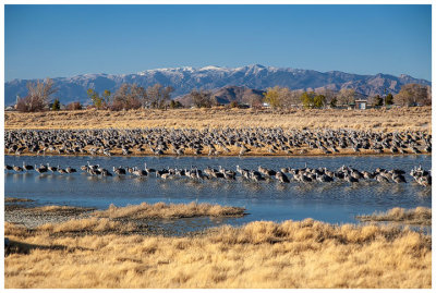 Sandhill cranes