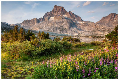 Banner Peak and fireweed