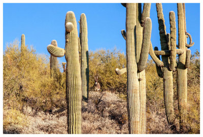 Burro lurking among the saguaros