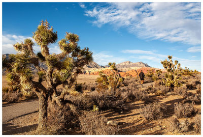 Red Rock Canyon January 2022