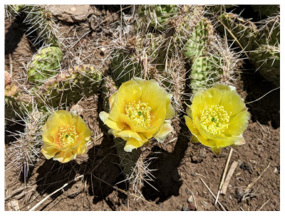 Mesa Verde flowers