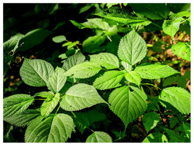 Sunlit plants on the Profile Trail