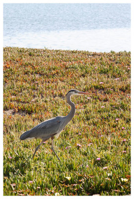 Great blue heron along the CCT