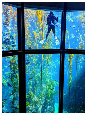 Diver among the kelp