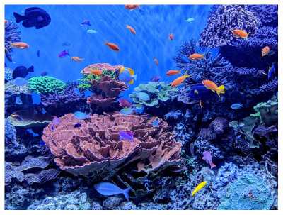 Colorful fish and coral