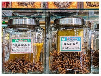 The world's most valuable parasite - these ones go for $2248/Chinese ounce