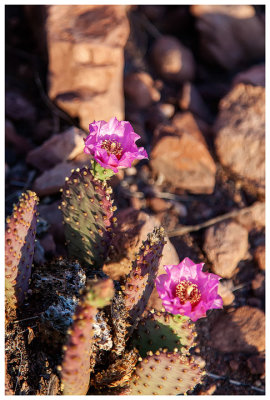 Prickly pear