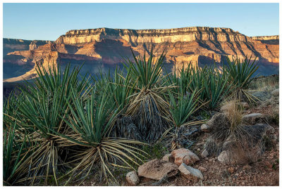 Yucca along the trail