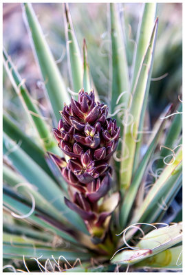 Yucca