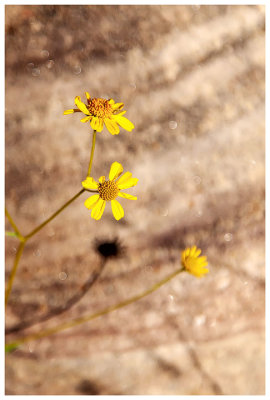 Ragleaf bahia (I think?)