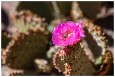 A bee in the prickly pear bloom