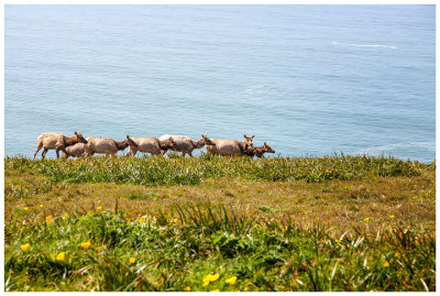 Tule elk